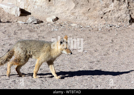 Bella lupo nel deserto di Atacama, Cile Foto Stock