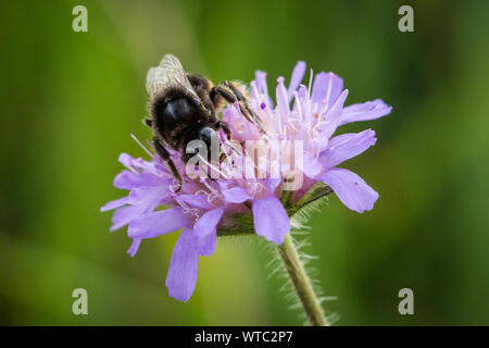 Bumblebee (Bombus) alimentazione su un fiore viola Foto Stock