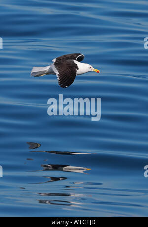 Gabbiano Kelp (Larus dominicanus dominicanus) adulto in volo basso sopra il mare Valparaiso, Cile Gennaio Foto Stock