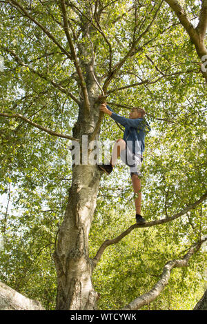 Ragazzo adolescente di arrampicarsi su un albero in alto i suoi rami Foto Stock