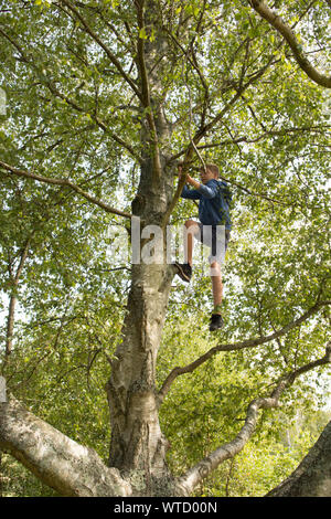 Ragazzo adolescente di arrampicarsi su un albero in alto i suoi rami Foto Stock