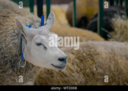 Pecore texel all esposizione degli animali, trade show - close up Foto Stock