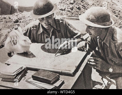 Il periodo della seconda guerra mondiale. La battaglia nel deserto. Questo Coniglio selvatico, una volta immesso il camp, è stata innalzata al rango di mascotte. Foto Stock