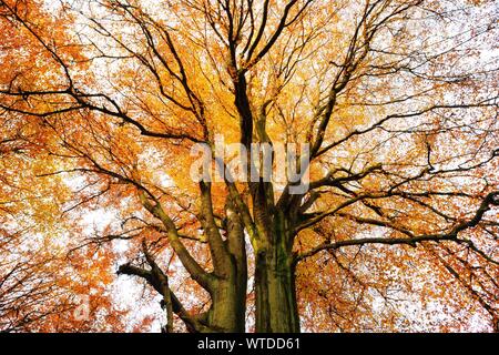 Visualizza in alto nel cielo di un enorme comuni di faggio (Fagus sylvatica) in autunno, Reinhardswald, Hesse, Germania Foto Stock