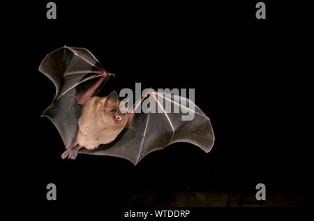 Fringe a labbro bat (Trachops cirrhosus), Pantanal, Mato Grosso, Braslien Foto Stock