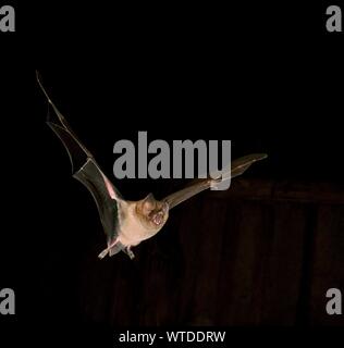 Fringe a labbro bat (Trachops cirrhosus), Pantanal, Mato Grosso, Braslien Foto Stock