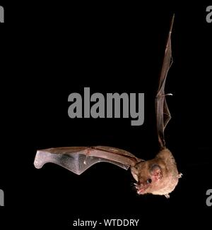 Fringe a labbro bat (Trachops cirrhosus), Pantanal, Mato Grosso, Braslien Foto Stock