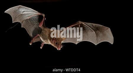 Fringe a labbro bat (Trachops cirrhosus), Pantanal, Mato Grosso, Braslien Foto Stock