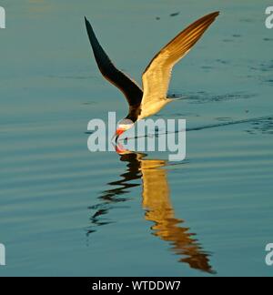 Nero (Skimmer Rynchops niger) in volo la pesca, Pantanal, Mato Grosso do Sul, Brasile Foto Stock