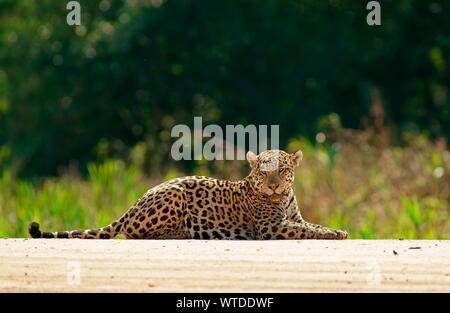 Jaguar (Panthera onca) poggia sulla riva del fiume, Pantanal, Mato Grosso, Brasile Foto Stock