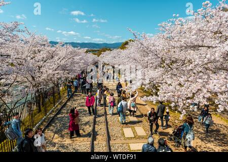 Keage Incine, vecchi brani, molti giapponesi godere la fioritura dei ciliegi, Kyoto, Giappone Foto Stock