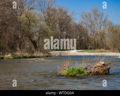 Fiume nella foresta flooplain in primavera Foto Stock