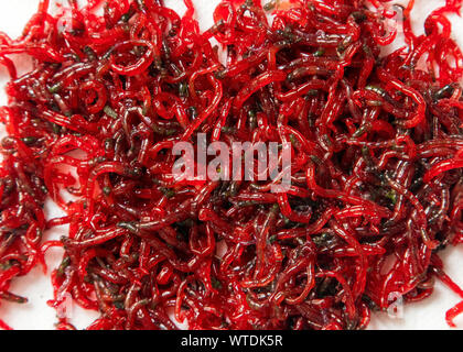 Chiudere molte piccole scivoloso red larve di zanzara falene su sfondo bianco. Perfetto esche da pesca. Foto Stock