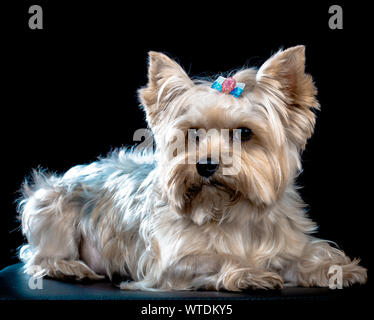 Studio shot con sfondo nero di un cane dello Yorkshire. Foto Stock