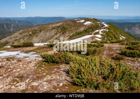 Cespugli di ginepro basso crescente sul costone della montagna. In alcuni luoghi c'è la neve. Intorno alla montagna. Foto Stock