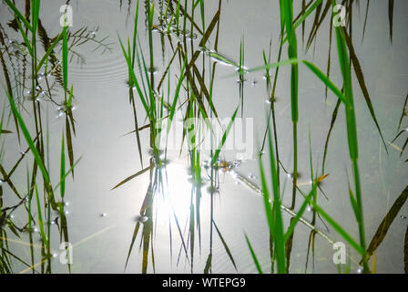 Verde erba reed in acqua, con riflessione con sole. Sfondo. Messa a fuoco selettiva. Foto Stock