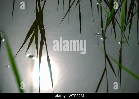 Verde erba reed piante che crescono nel laghetto. riflessione. Messa a fuoco selettiva. Foto Stock