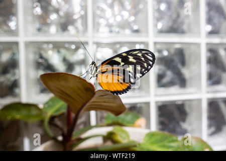 Farfalla Golden Longwing che riposa sul fogliame all'interno del giardino delle farfalle dell'Accademia di Scienze naturali di Philadelphia. Foto Stock