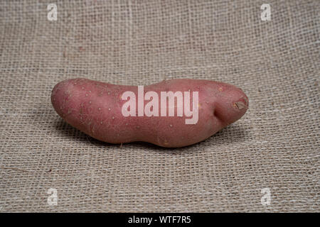 Un sacco di tuberi seme di patate sul terreno pronto per la semina in un  giardino nella parte anteriore di una guida e fori Foto stock - Alamy