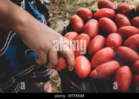 Pomodori di tostatura su un fuoco aperto in Guatemala Foto Stock