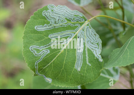 I sentieri a sinistra da una specie di insetto che larve si nutrono sugli strati interni di un tremore aspen leaf. Foto Stock