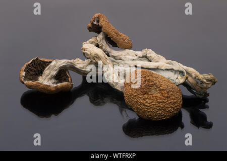 Essiccata la psilocibina allucinogeni cubensis funghi. Questi funghi sono state utilizzate sin dai tempi antichi per produrre effetti psichedelici Foto Stock