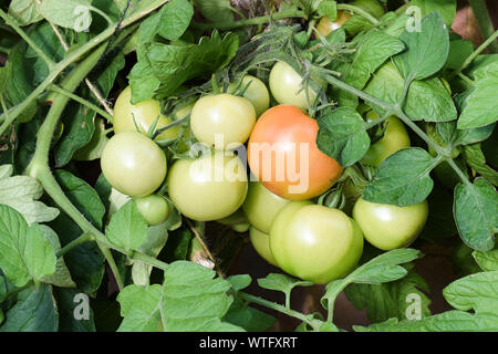 Pomodori maturazione sulla pianta di vite, alcuni verde e alcuni rosso, circondato da foglie Foto Stock
