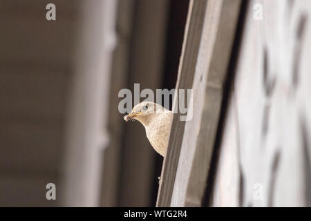 Femmina nera redstart con piccolo insetto in bocca Foto Stock