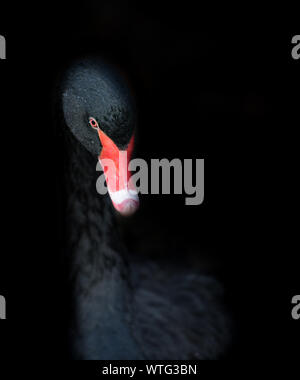 Isolato di cigno nero con un becco rosso su sfondo nero Foto Stock