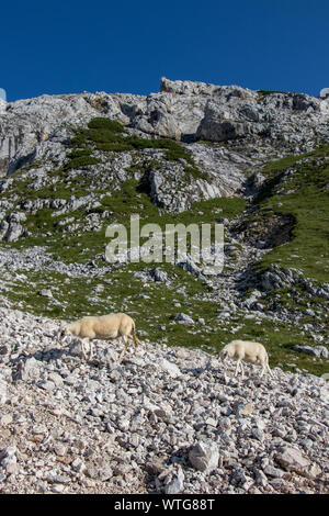 Pascolo di pecore nel parco nazionale del Triglav Foto Stock