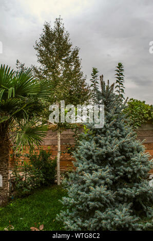 Piccolo giardino recintato con reticolo di ferro nel patio con betulla, Palm tree, silver spruce e alberi da frutto contro il cielo nuvoloso Foto Stock