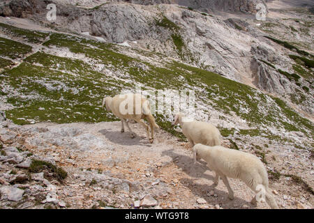 Tre pecore camminando sul sentiero di montagna Foto Stock