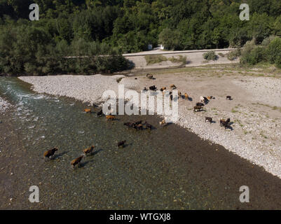 Vista aerea della mandria di mucche vicino con il fiume. Drone foto del plein air di fiume e campo verde con la mandria di mucche Foto Stock