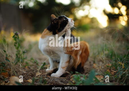 Cat paw graffi dietro l'orecchio. Le pulci e zecche negli animali domestici. Kitty seduta sul prato del giardino Foto Stock