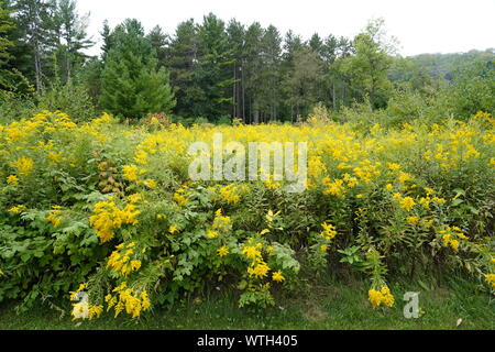 Fiore di oro al di fuori del campo di Campbellsport Foto Stock