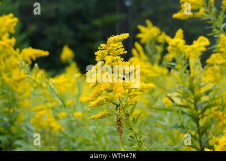Fiore di oro al di fuori del campo di Campbellsport Foto Stock