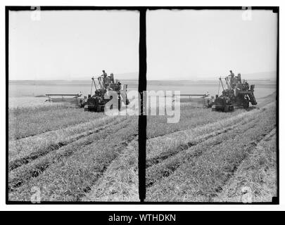 Mietitrice moderna sulla pianura di Esdraelon. Maggio 26, 1935 Foto Stock