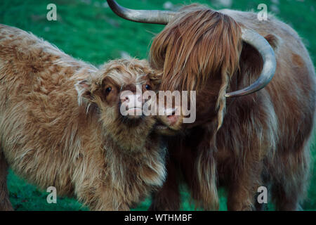 Mama mucca insinua un bacio nelle isole Faerøer