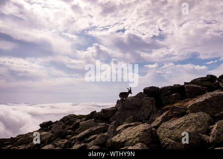 Silhouette di Capra ibex, pyrenaica, sulla cima di una scogliera rocciosa. Foto Stock