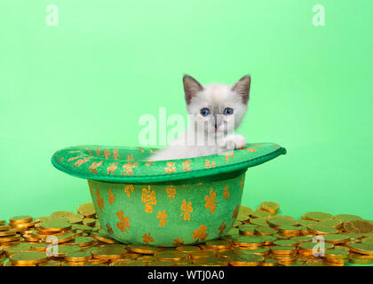 Siamese gattino seduto in un verde leprechaun hat con argento trifogli, circondato da monete d oro su sfondo verde. Saint Patricks giorno Le buffonate degli animali Foto Stock