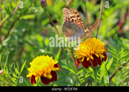 Fiori di colore rosso con un nucleo di colore giallo su uno sfondo sfocato fogliame verde. Farfalla su un fiore Foto Stock