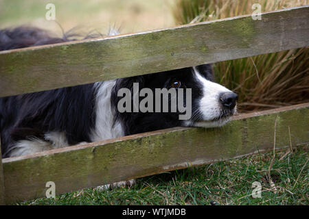 Sheepdog denominato blu, Springfield, Canterbury, Nuova Zelanda Foto Stock