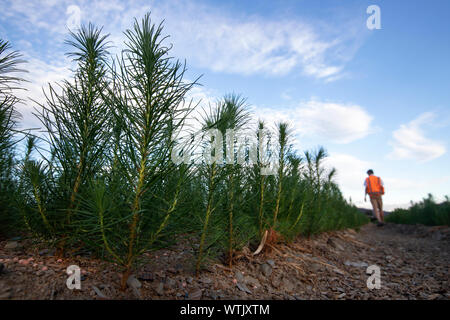 Foto di Tim Cuff - 20 Febbraio 2019 - Pino piantine crescente della arborgen nursery, Spring Grove, Nelson, Nuova Zelanda Foto Stock