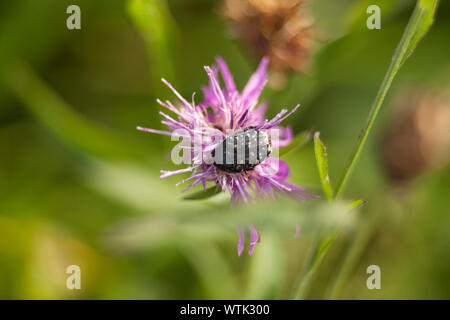 Bianco rosa macchiato beetle Oxythyrea funesta fitofagi beetle Foto Stock