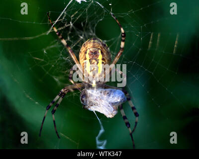 Wasp spider Argiope bruennichi con preda Foto Stock