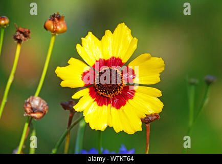Dettaglio di un indiano coperta crescente di fiori in un giardino nella curvatura Oregon, in tarda estate. Foto Stock