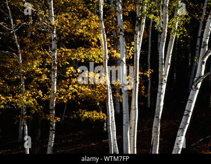 Vermont boschetto di betulle in autunno la luce Foto Stock