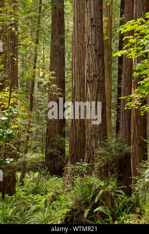 CA03528-00...CALIFORNIA - Carl Schenck Grove, Prairie Creek Redwoods State Park; parte di Redwoods nazionali e i parchi statali complesse. Foto Stock