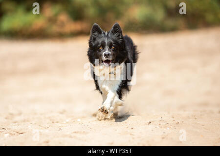 Ritratto di una esecuzione di Border Collie cane Foto Stock