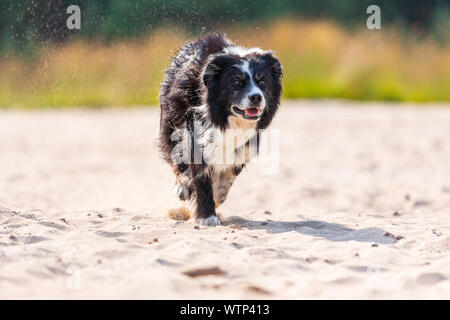 Ritratto di una esecuzione di Border Collie cane Foto Stock